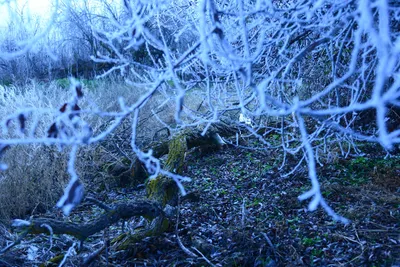 DSC_0983 (Large).JPG